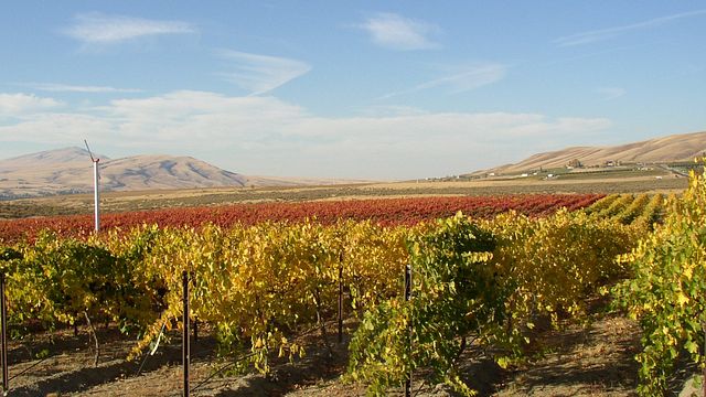 Degustazione di vini presso l'azienda vinicola Vayk
