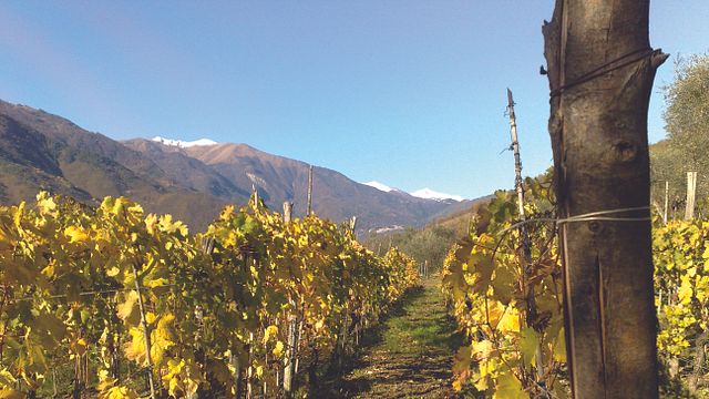 Weinprobe und Führung im Tenuta Maffone