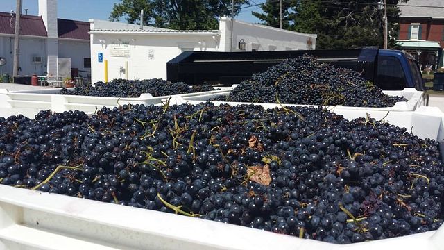 Cata de vinos y visita al viñedo de Baxter