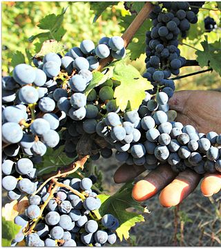 Weinprobe und Tour im Tenuta Leonardo