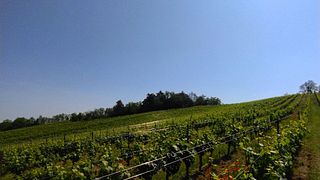 Marchese Adorno Winery