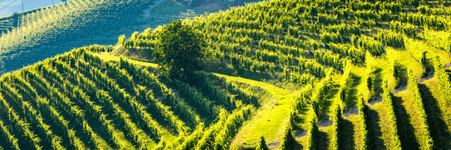 Michigan Wine Region