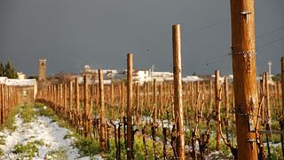 Azienda Agricola La Vinarte