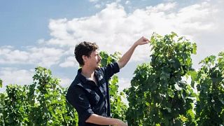 Peter Wine Tours