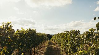 30 ans de Brunello | Domaines de Silvio Nardi