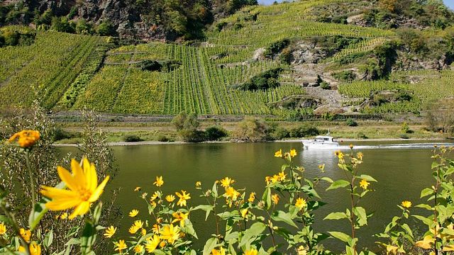 Degustazione di vini e visita alla Weingut Melsheimer