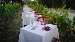 Cata de vinos en Tenuta Vitalonga