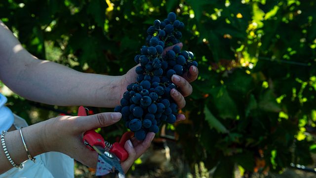 Cirelli Wines