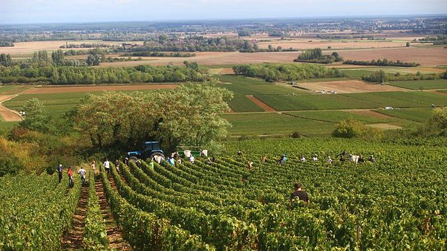 Domaine Yves Boyer Martenot
