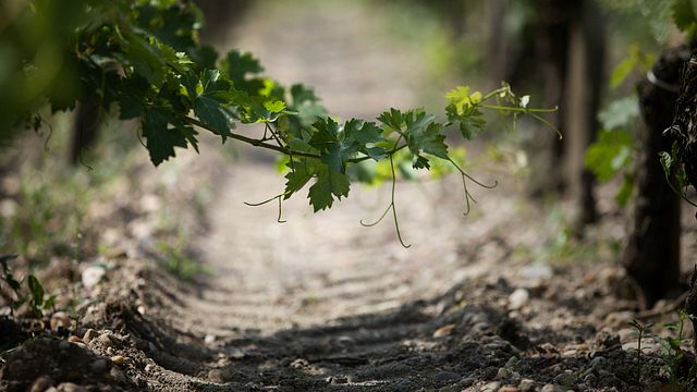 Wine Tasting Experience at Château Kirwan