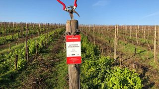 Weingut Kaufmann