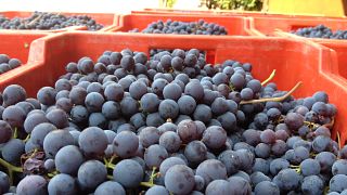 Weinprobe und Tour bei Cascina Bongiovanni