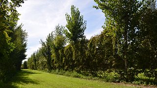 Une histoire qui remonte à 3000 ans. Visitez l'un des plus vieux vignobles du monde | Cantine Bonaparte 