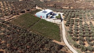Kombination av vin och ost i Klados Winery