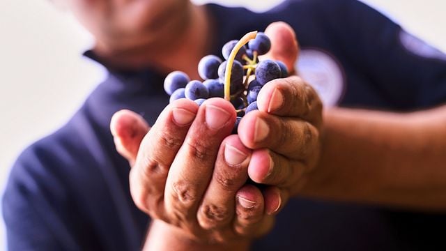 Bio-Chianti und Supertuscan-Erlebnis auf dem Weingut Montechiaro