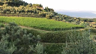 Vinprovning och rundtur på Villa Santo Stefano -Societa