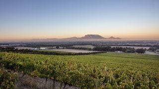 Degustação Premium de Vinhos na De Grendel Wine Estate