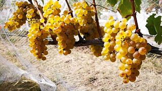 Schubert Wines