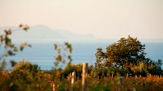 Una passeggiata in vigna guardando le Isole Eolie | Tour del vino a Vigna Nica