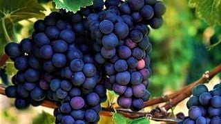Dégustation de vins et visite à Sancin