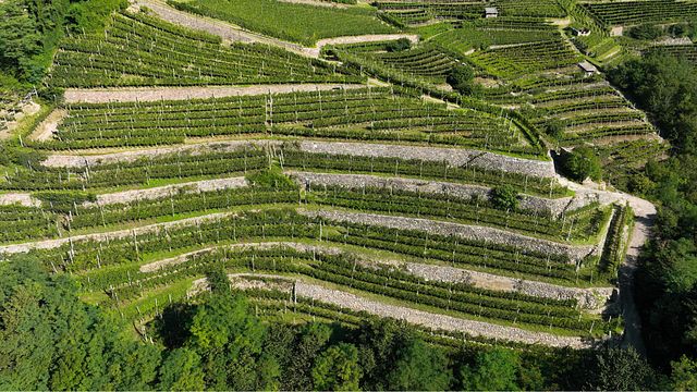 Degustazione TrentoDOC - visita in vigna e degustazione TrentoDOC e prodotti tipici