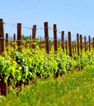 Domaine Cazes