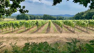 Vinprovning och rundtur på Trotton Estate Vineyards