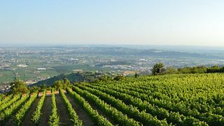 Scopri i vini Cru Tedeschi