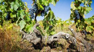 Fitapreta | New & Old Vineyards