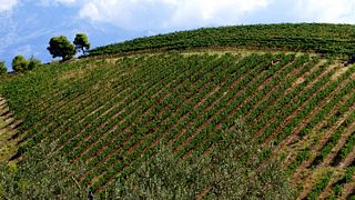 Avantis Estate