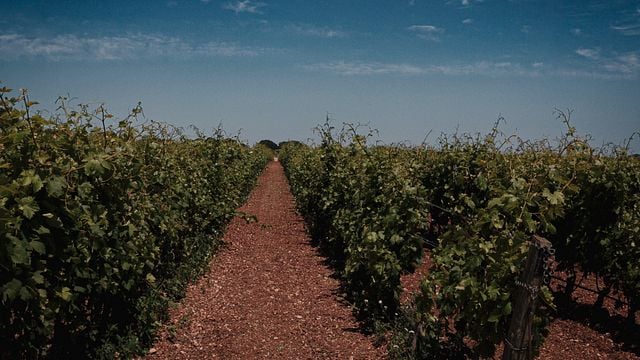 Visita a la bodega y cata de vinos premium en Tenute Girolamo en el Valle de Itria