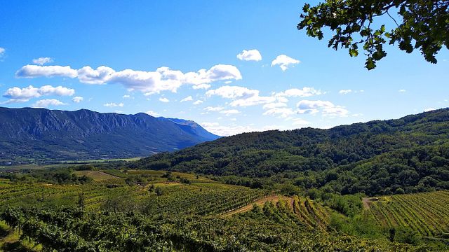 Degustazione di vini e visita alla cantina Petrič