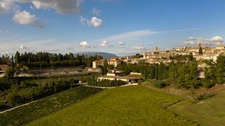 Explore Umbrian White Wines with an Olive Oil Tasting