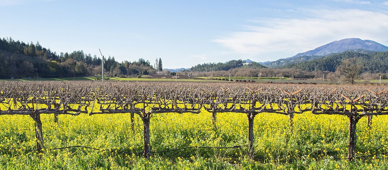 Ojai Wine Festival