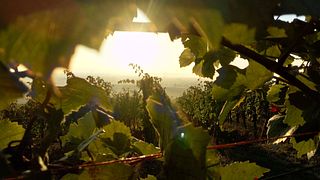 Domaine Aimé Stentz