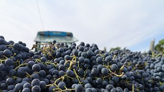 Fanetti Winery