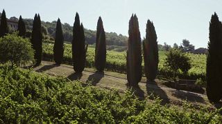 Degustação de vinhos e tour na vinícola Murogrosso