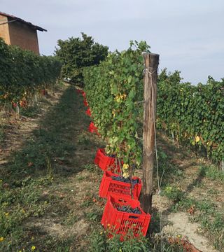 Weinprobe mit Barolo & Barbaresco 