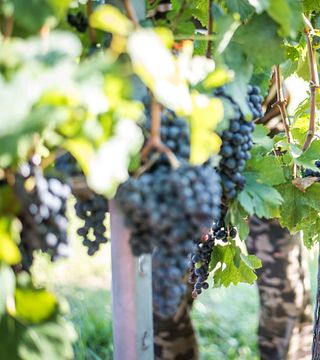 Weinprobe im Weingut Lajver