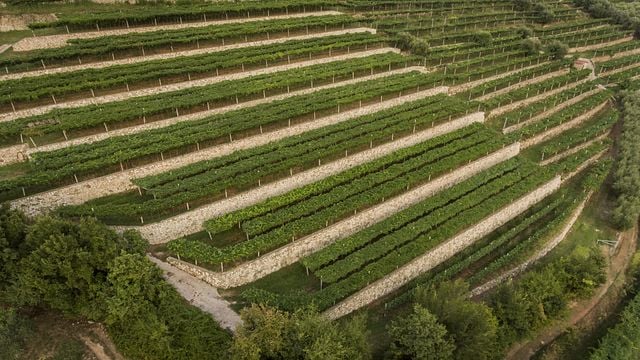 Desde 1964 - Descubra o tour pelos vinhedos de Tedeschi Monte Olmi