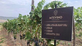 Weinprobe und Tour im Weingut Mtevino