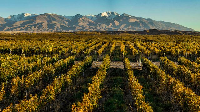 Zorzal Wines
