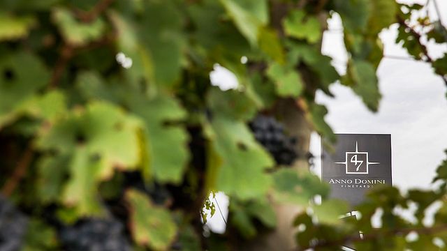 47 Anno Domini Winery