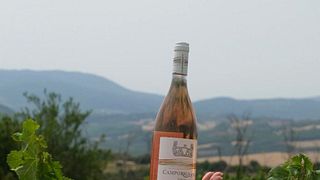 Tuscan Wine & Olive Experience at Fattoria Camporignano