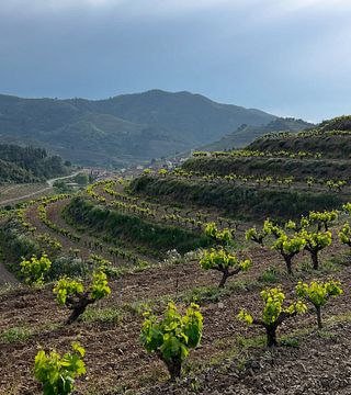 Sangenís I Vaqué Winery