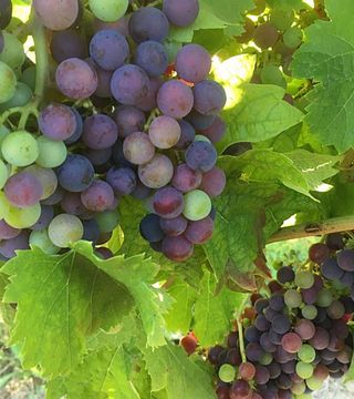 Château Les Chaumes: A Hidden Gem in Bordeaux