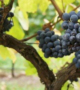 Degustazione di vini e tour presso la Sutton Forest Estate Wines