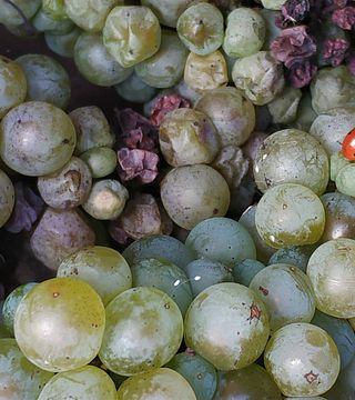 Visitas a bodegas y cata de vinos en Tenute Casoli Società Agricola