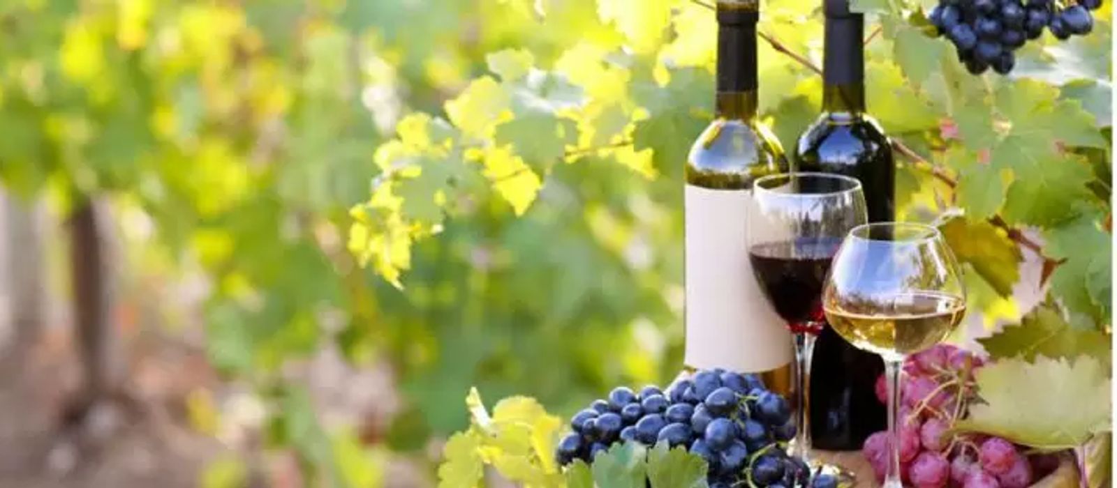 Cantine-aperte-2019-