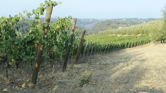 Tuscan Wine & Olive Tour at La Querce